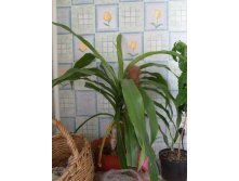 драцена деремская