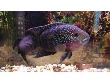 Cichlid-Jack-Dempsey.jpg