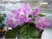 Chiffon Print (Fredette)