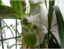 жасмин самбак цветок