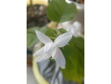 самбак жасмин цветок2