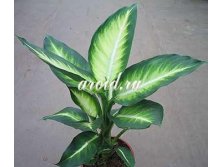 Dieffenbachia_white_flame.jpg