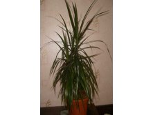 Драцена маргиналис