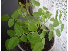 Карамбола малышка1