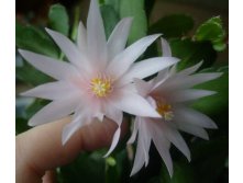 рипсалидопсис цветы1