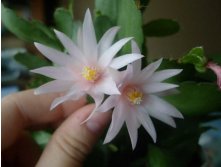 рипсалидопсис цветы3