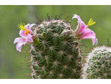 2012.04.30 Mammillaria sheldonii