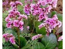 Бадан лист, 500г, цена 175руб.