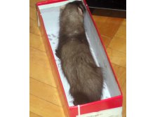 коробка из-под взрослых босоножек
