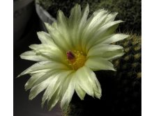 Parodia aff. concinna 20.04.2012