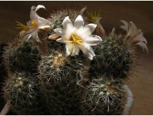 Mammillaria louisae 12.05.2012