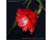 Epiphyllum sp.