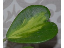 KERII VARIEGATA.jpg