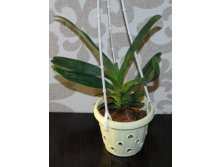 Angraecum sesquipedale1.jpg