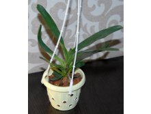 Angraecum sesquipedale2.jpg