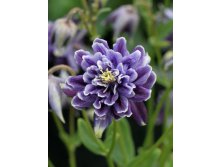  Aquilegia Barlow Christa_19.jpg