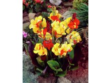  Canna (brown) Cleopatra new_40.jpg