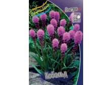  Liatris spicata Kobold_22.jpg