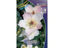  Helleborus Niger_63.jpg