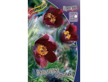  pulsatilla red bells_43.jpg