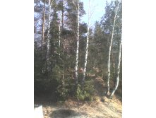лес