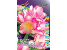 4523925_Tulipa_Dream_Club.jpg