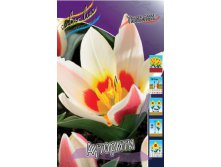 4524304_Tulipa_Authority.jpg