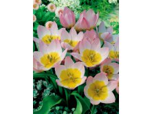 4524342_Tulipa_bakeri_Lilac_Wonder.jpg