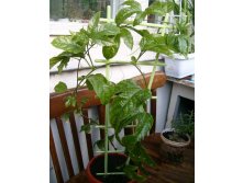 Пассифлора