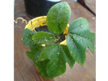 Еще пассифлора