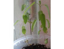 Сеянцы лимонных эвкалиптов