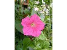 Розовая петунька распустилась