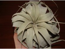 Xerographica Tillandsia 