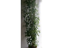 Фикусенок мой