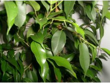 Листья фикуса крупно