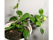 Мурочка красная с бутоном