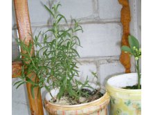 Розмаринчик