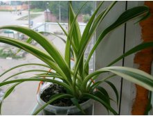 Хлорик полосатенький