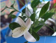 Мурочка зацвела