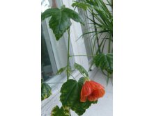 Абутилон зацвел