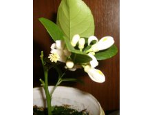 Павловский лимончик зацвел1