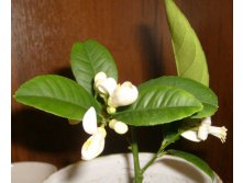 Павловский лимончик зацвел2