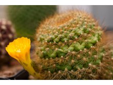 2011.12.14 Rebutia aff. marsoneri