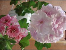   Jacky Gauld   Zeebra Lee.