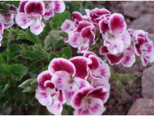 Swedish Angel (2).JPG