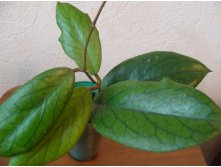 Hoya vitellinoides