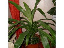 Драцена деремская