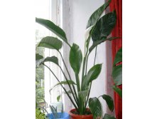 Спатифиллум высоченный