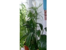 Небольшой но пушистый спатик