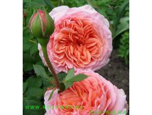 Abraham Darby  ( )